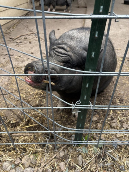 Pig rescued after getting tusk hooked in fence Pig rescued after getting tusk hooked in fence