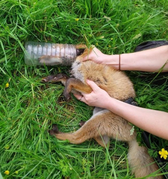 Fox with head stuck in plastic bottle rescued in Scotland Fox with head stuck in plastic bottle rescued in Scotland
