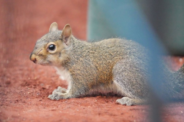 Loose squirrel causes chaos inside Meta office in Thailand Loose squirrel causes chaos inside Meta office in Thailand