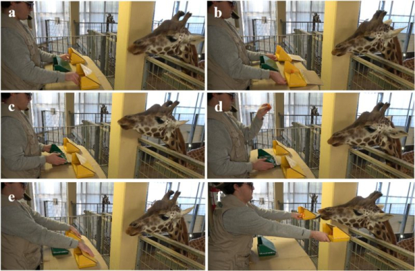 Study finds giraffes may be capable of rudimentary math